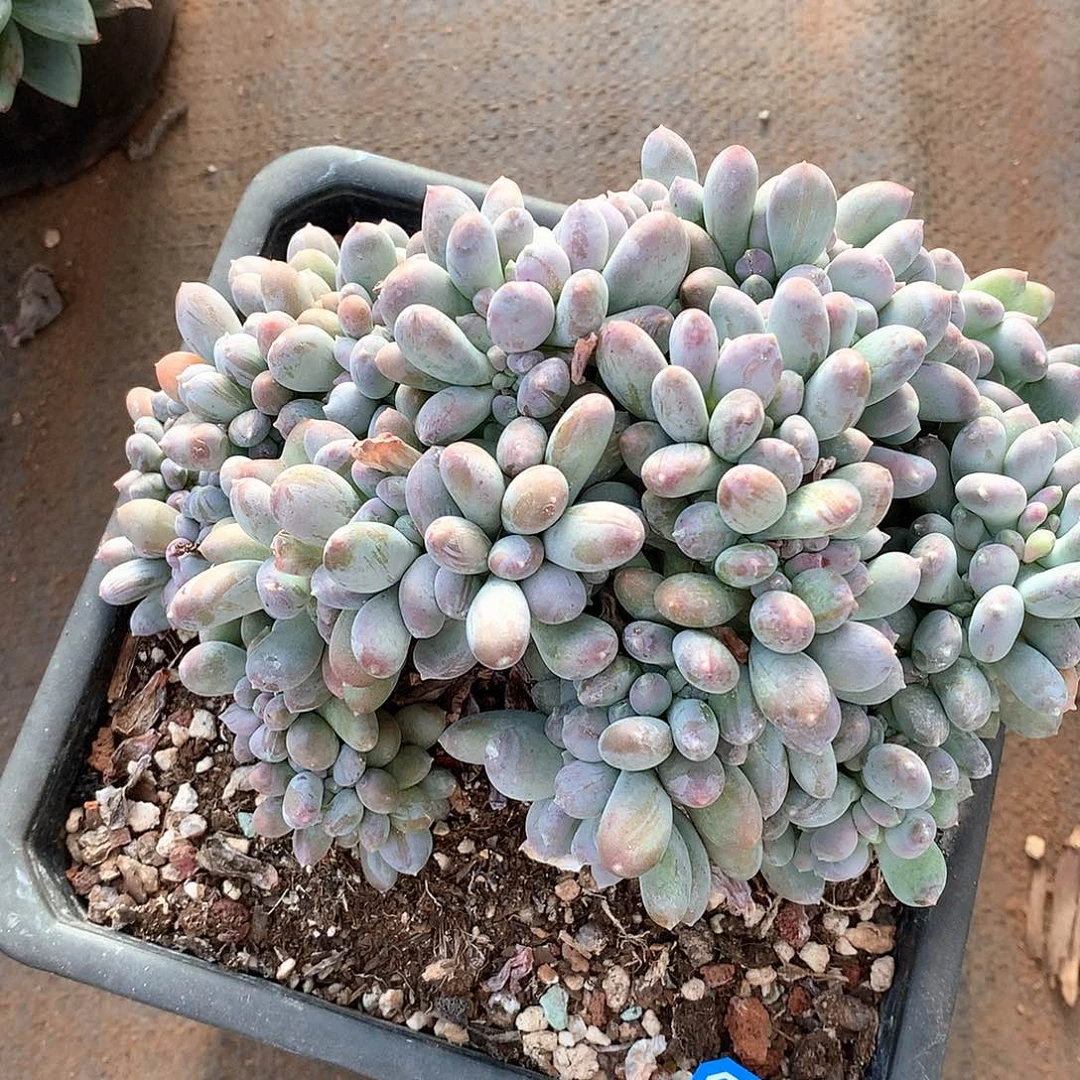 330美人缀一物一拍多肉