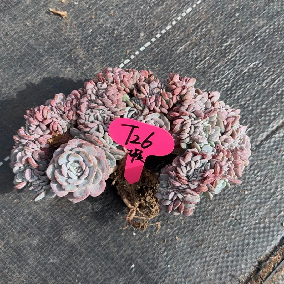 ＊***＊T26微瑕啊阿啊阿啊阿啊阿啊