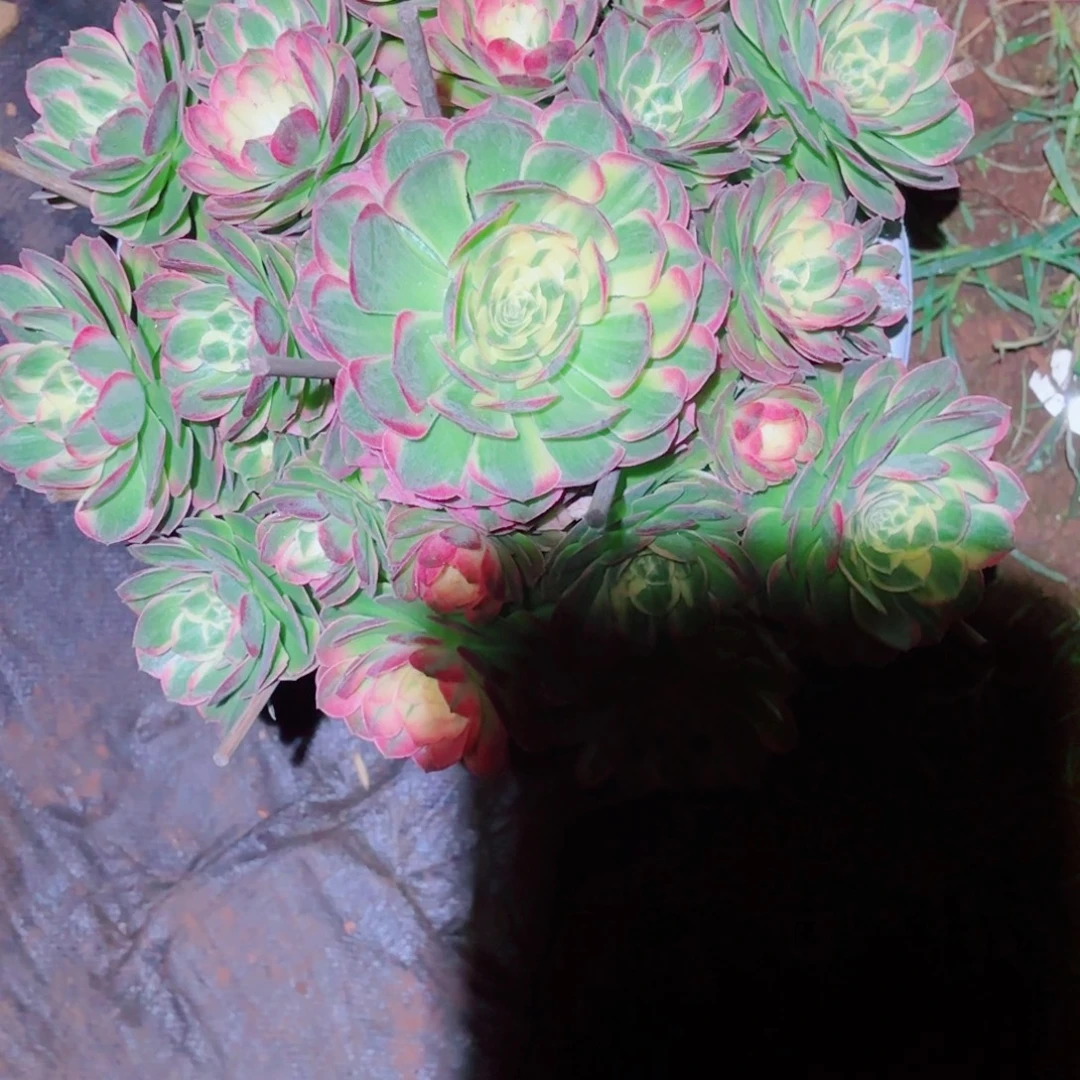 *****云南多肉植物海鲜