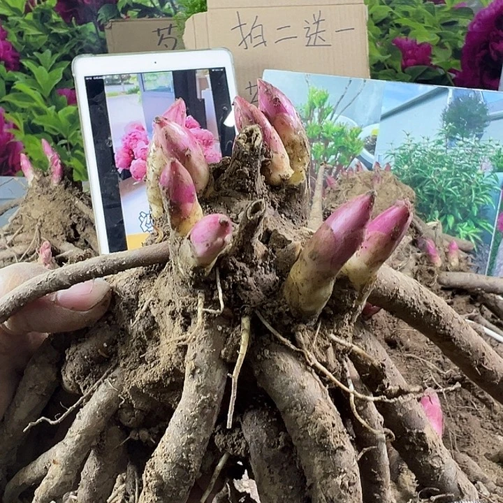 完全开放贝尔格拉维亚