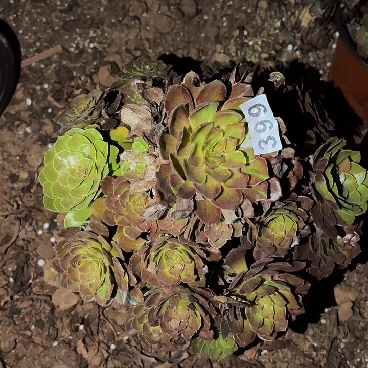 399男爵多肉植物不售后