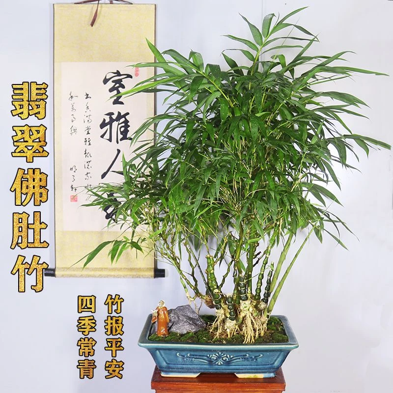 佛肚竹丛林提跟老桩盆景适合阳台办公室客厅庭院室内室外好养绿植