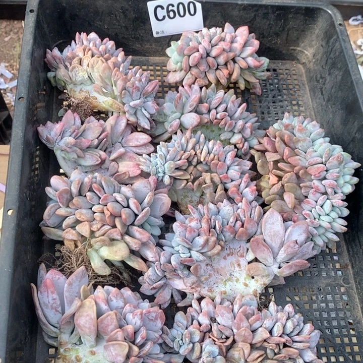 600号粉兔缀随机一颗哇哇哇哇