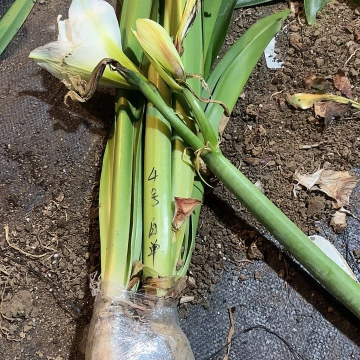 无花朵4号单瓣白花有侧剪剑带走