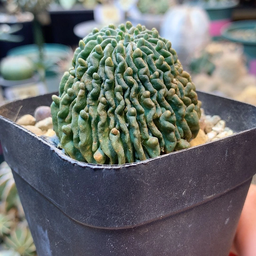 自根蝌蚪球
