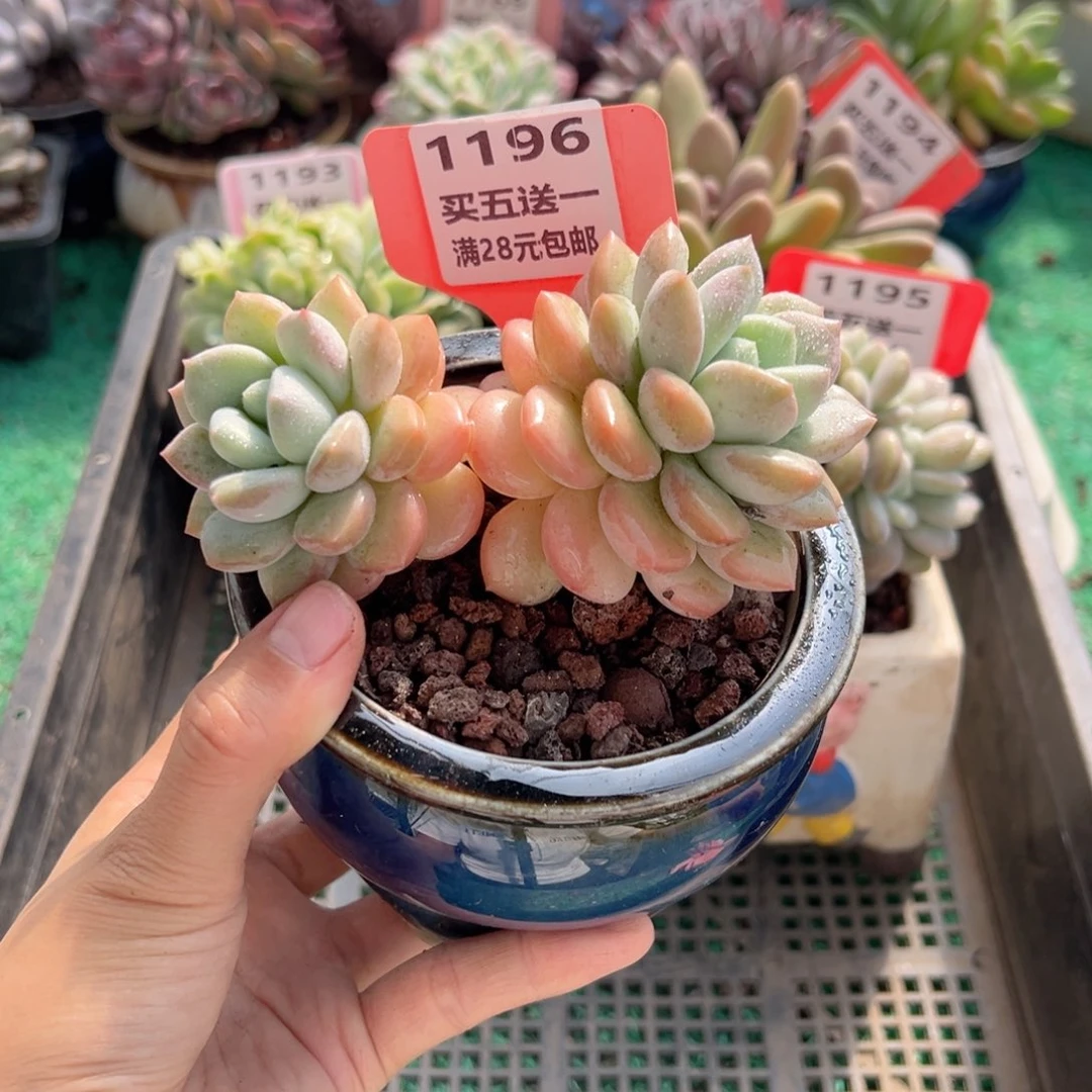 表妹精品多肉植物1196.