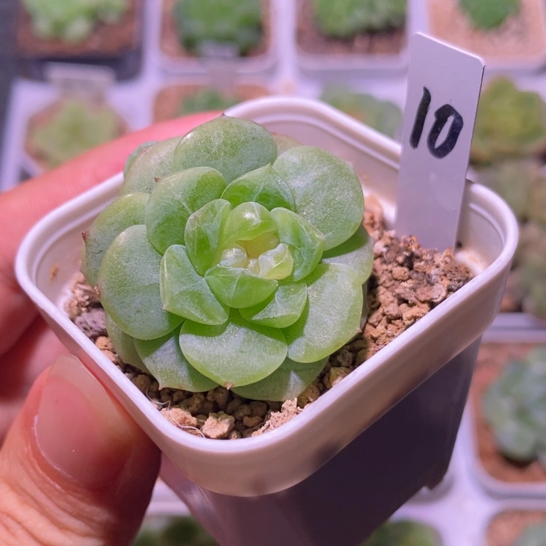 珍妮糖心，多肉植物