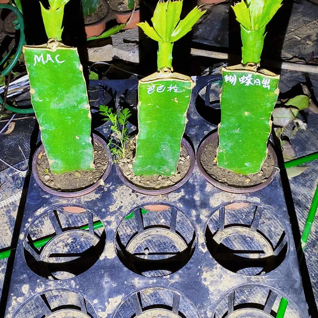 无花朵用****1蝴蝶➕巴吧拉➕Mac