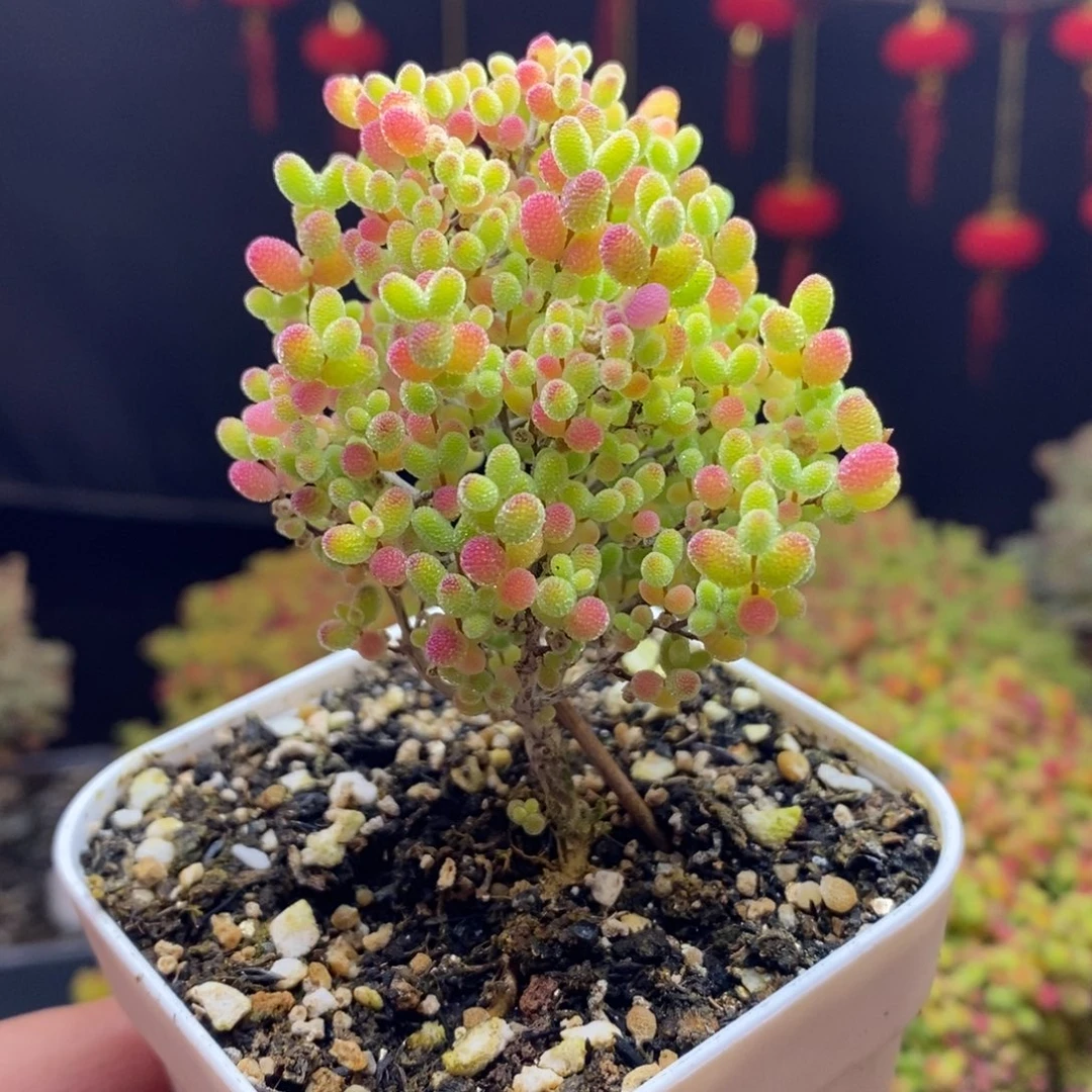 124号蜜橘糖球枝干多肉