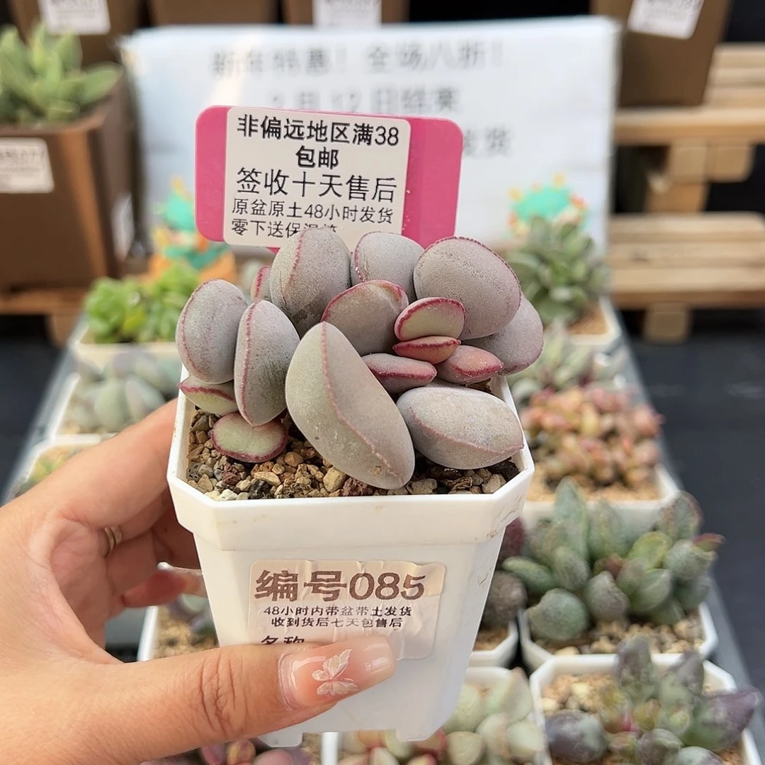 @****@085白肌红蛋多肉植物