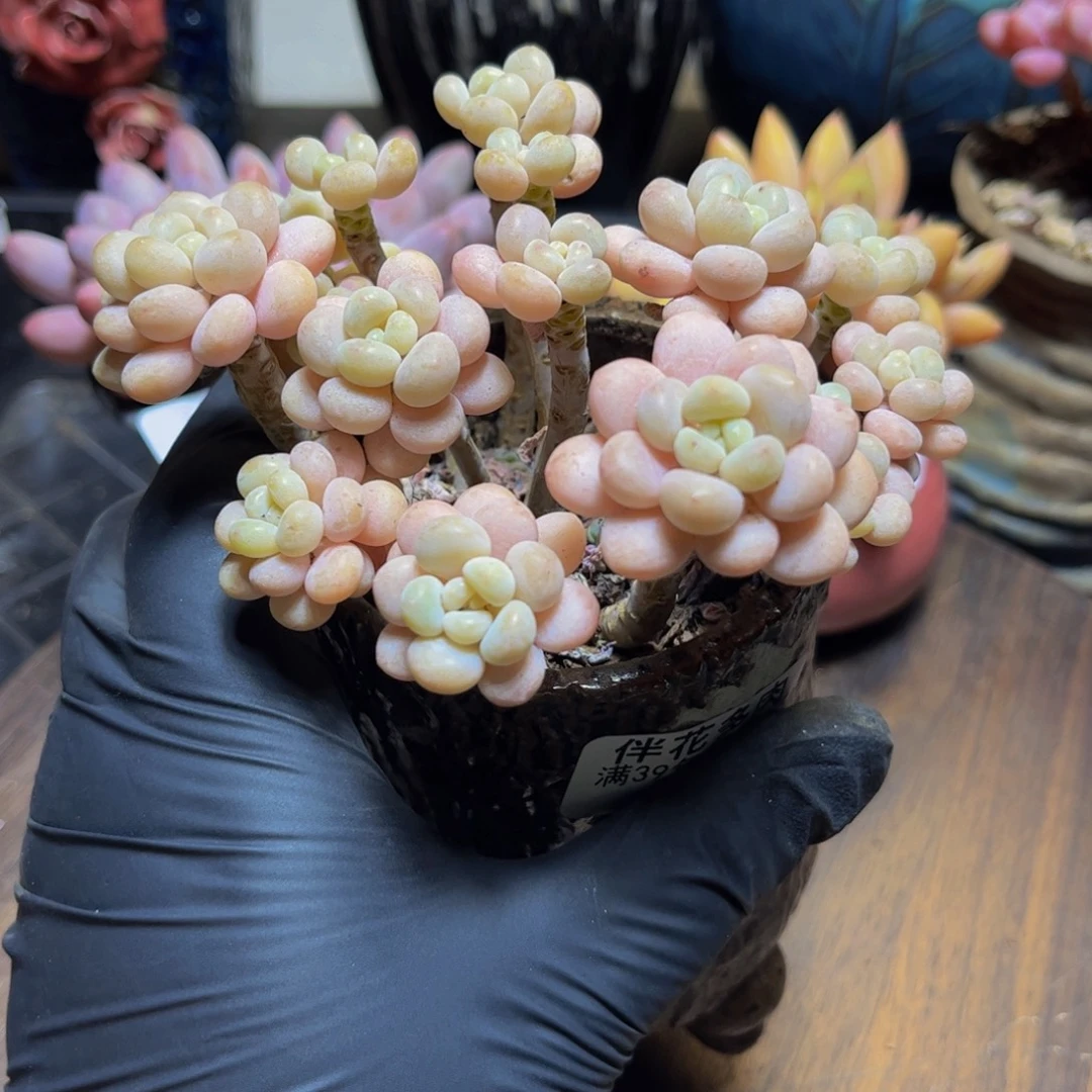 077老桩洛可可11厘米