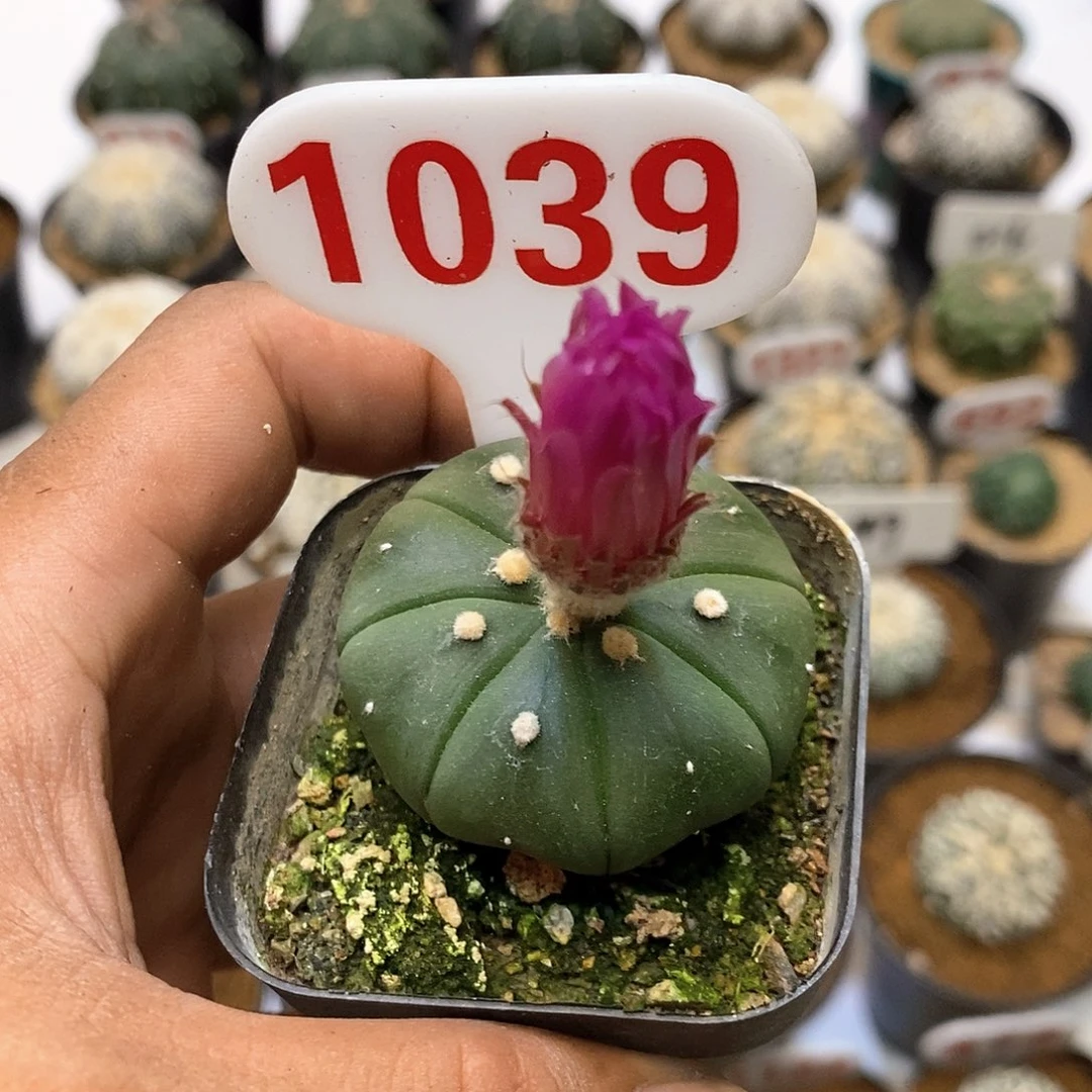 1039红花兜特价咯哈皮
