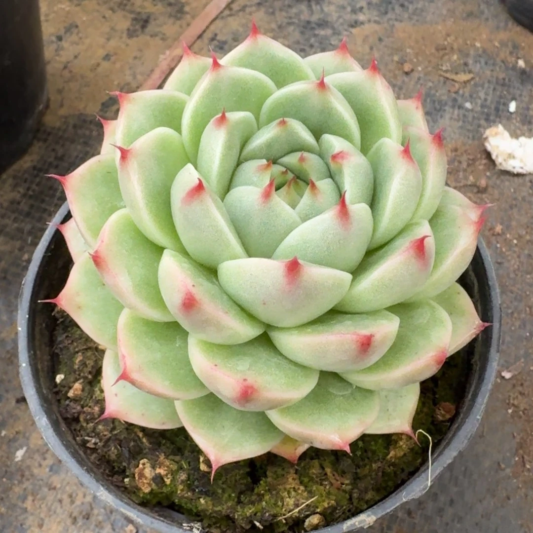 多肉杂交一物一拍27-115