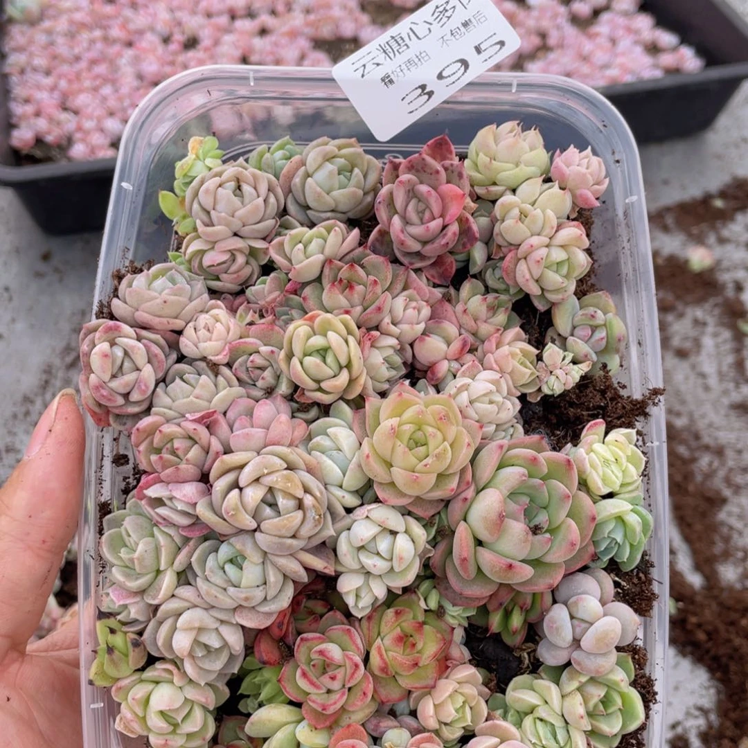云糖心多肉植物395