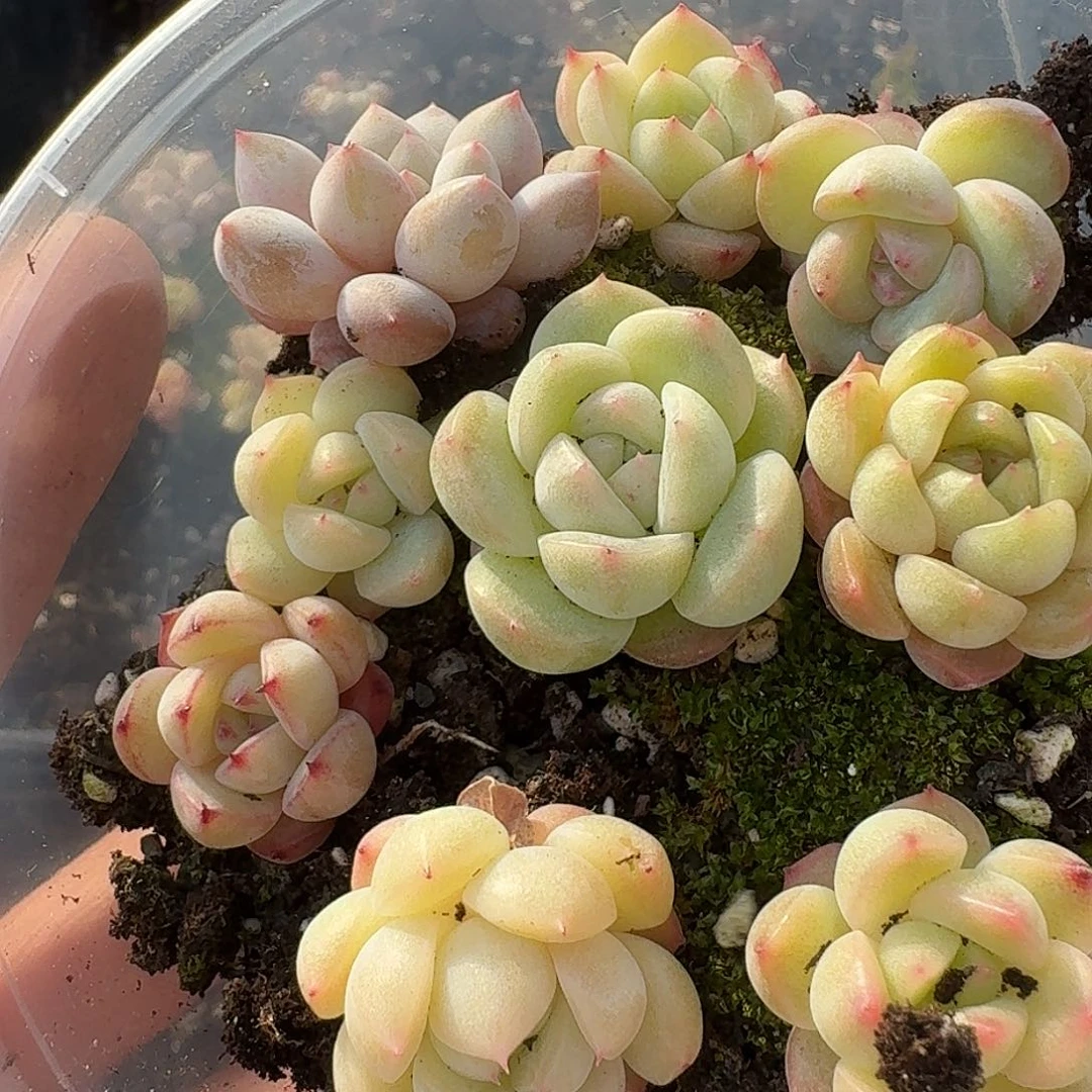 杂交新品珍妮多肉626