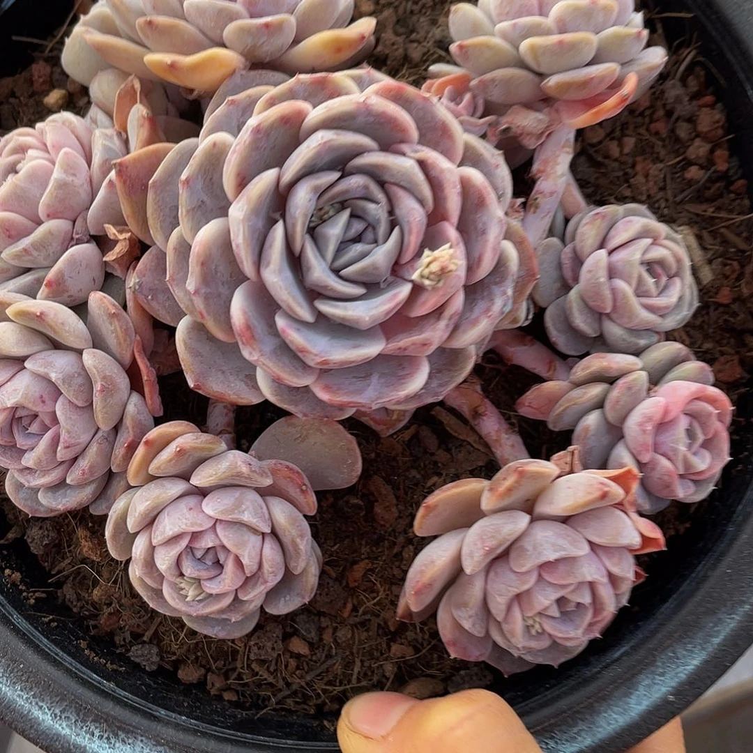 汉堡群生无砍90 多肉多肉多肉