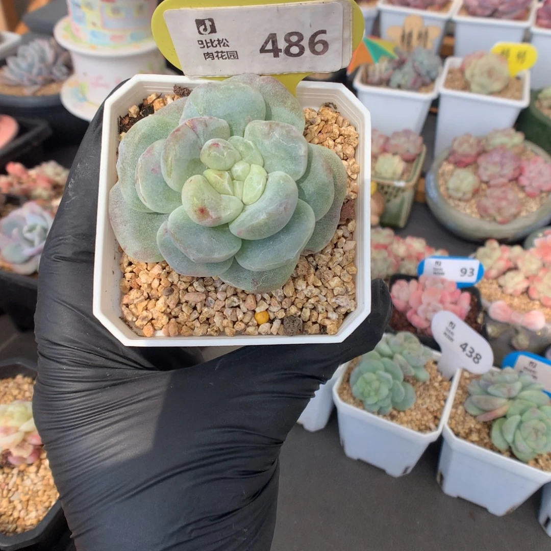 486 黄心冰玉石化
