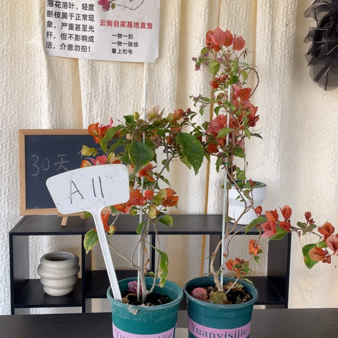 蔡***菜全部花朵橙口红+日落A11