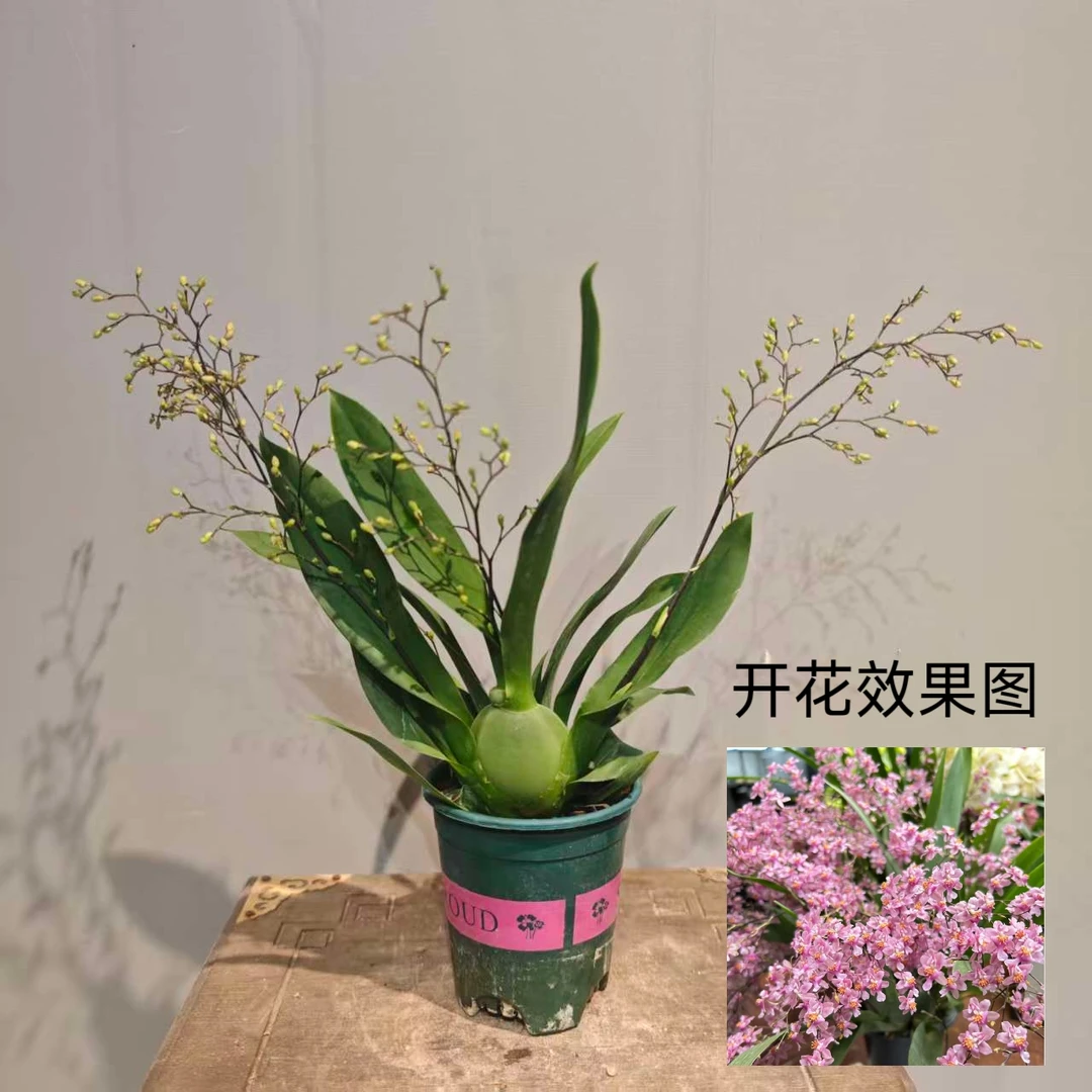 直播专享【梦香兰】带花苞室内盆栽香气浓好养