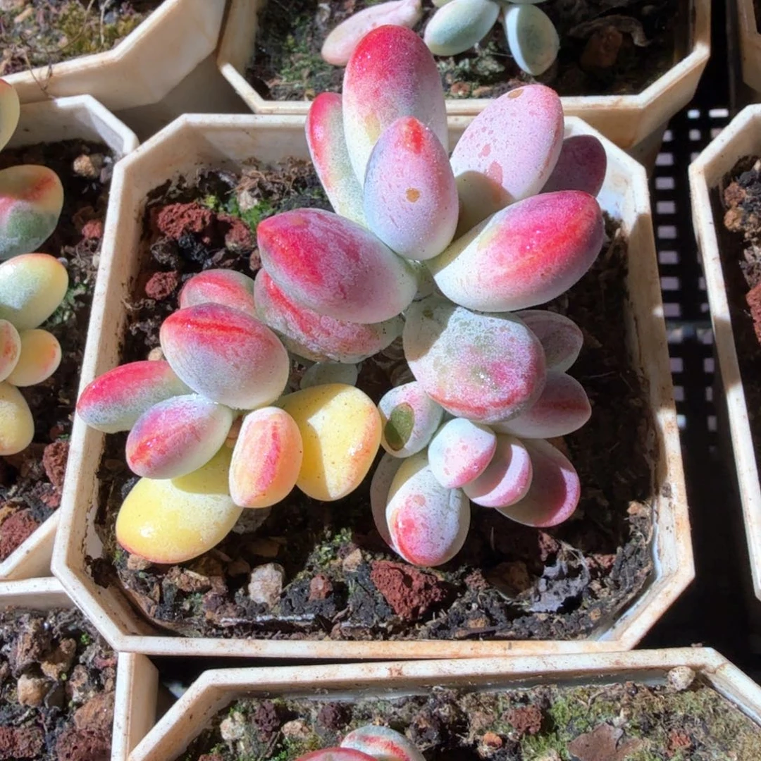 乒乓福娘锦三头起发，锦上园艺量拍