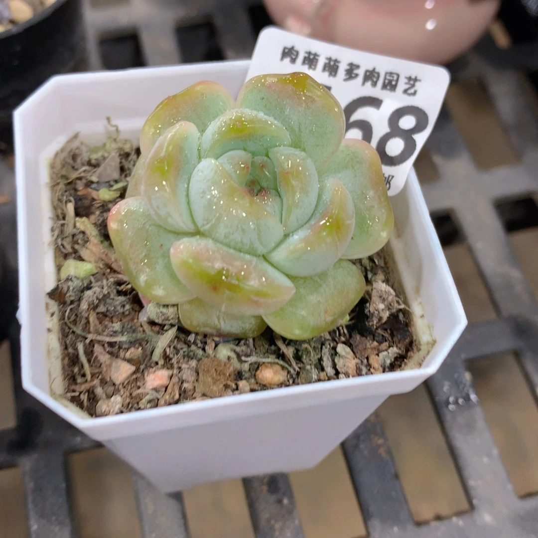 肉萌萌拇指盆精控多肉ZA468