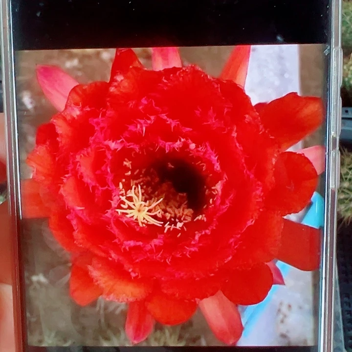 毛花柱3-376侧芽拍一发二