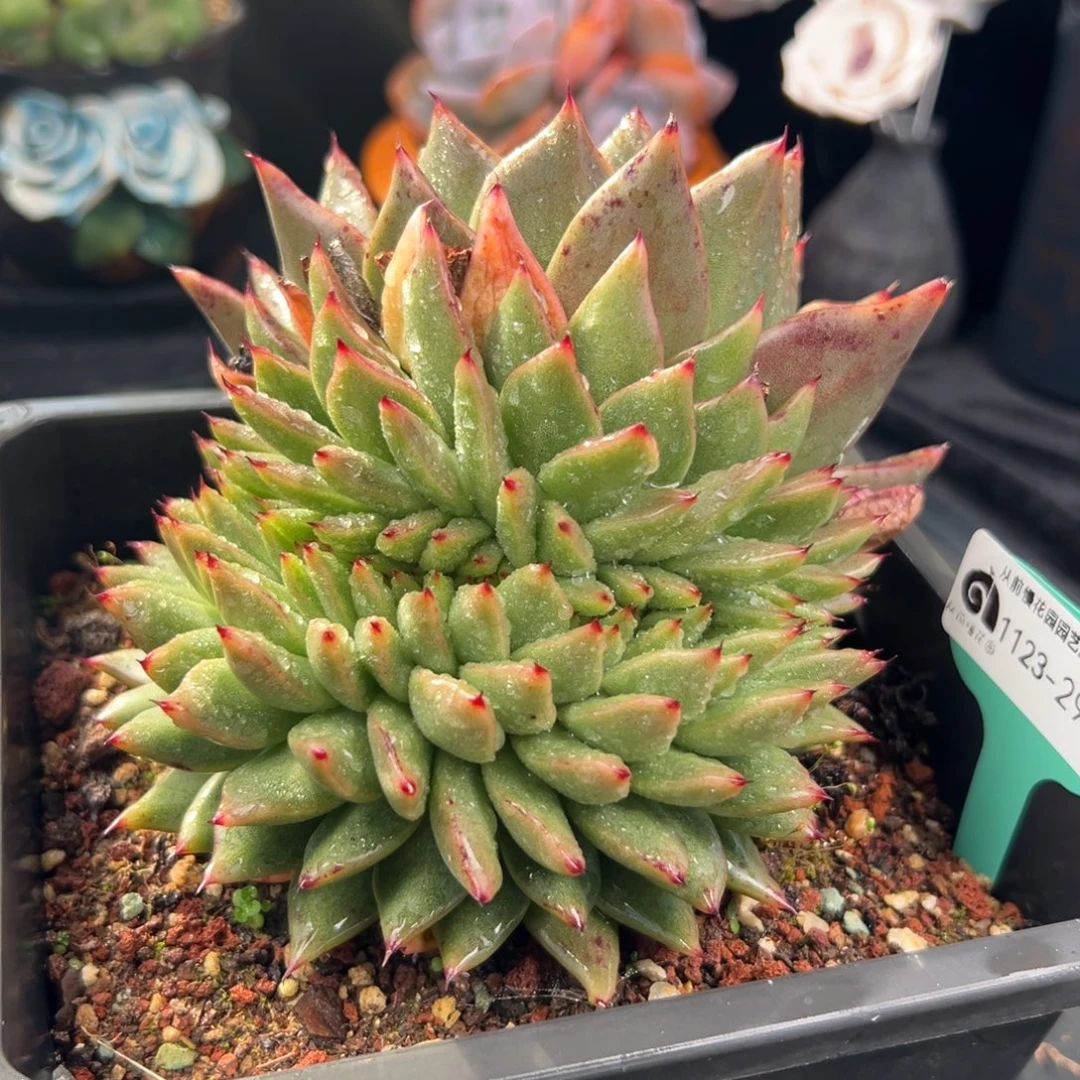 从前慢花园多肉编号1123-292