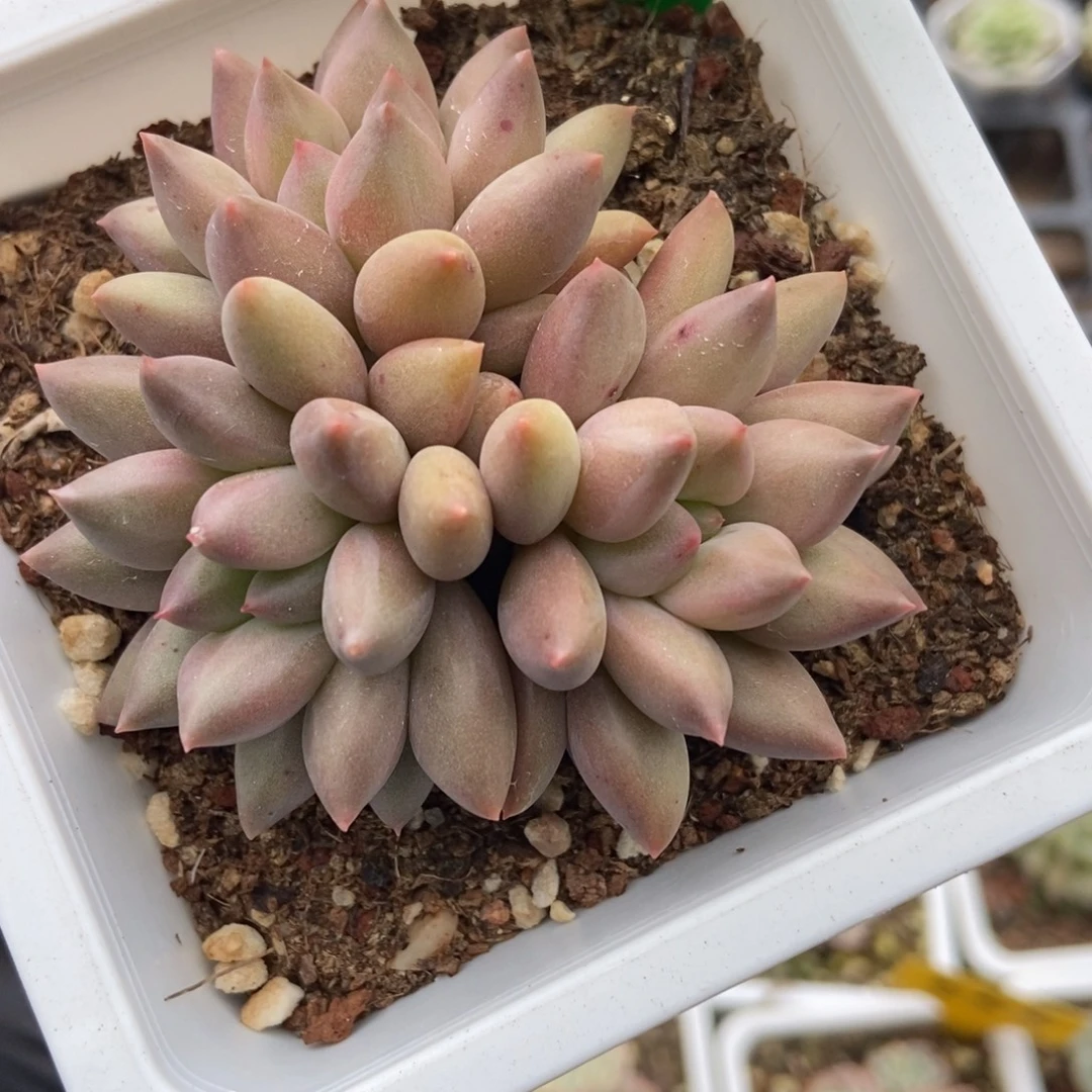 808水晶球多肉植物