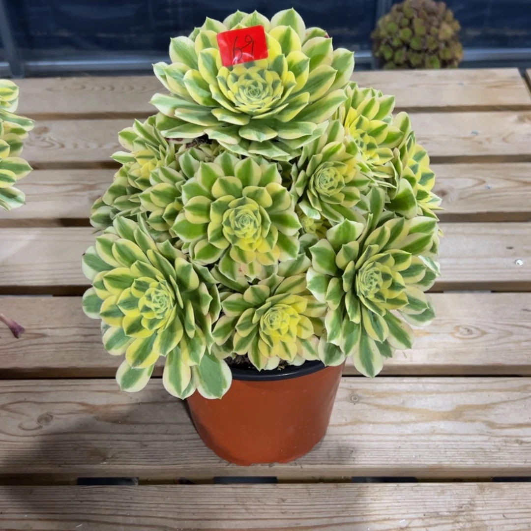我****乐69炖肉植物发货迈巴赫