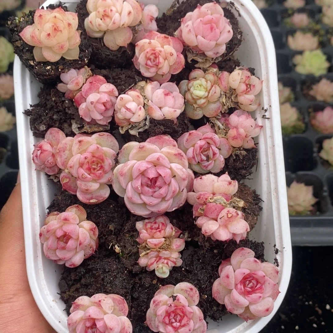 ?2-198新疆西藏内蒙不发其他一单包邮两到三公分多肉