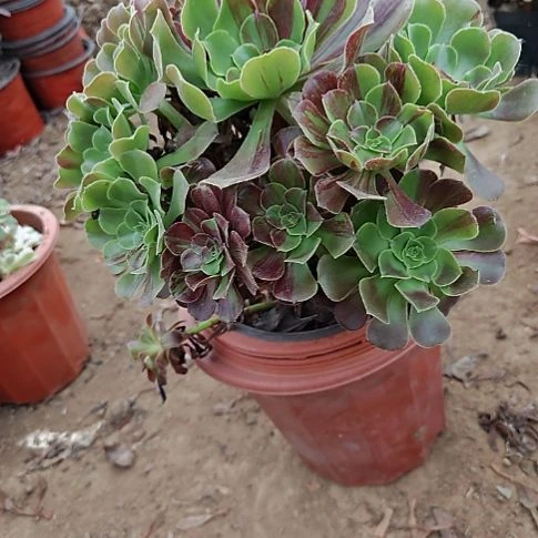 欧若拉加急发货14