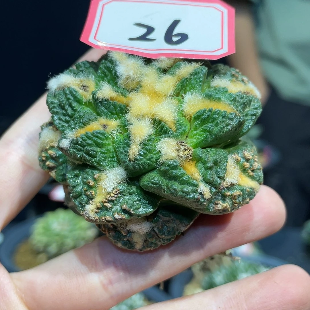 26号6cm战损龟甲牡丹萝卜根