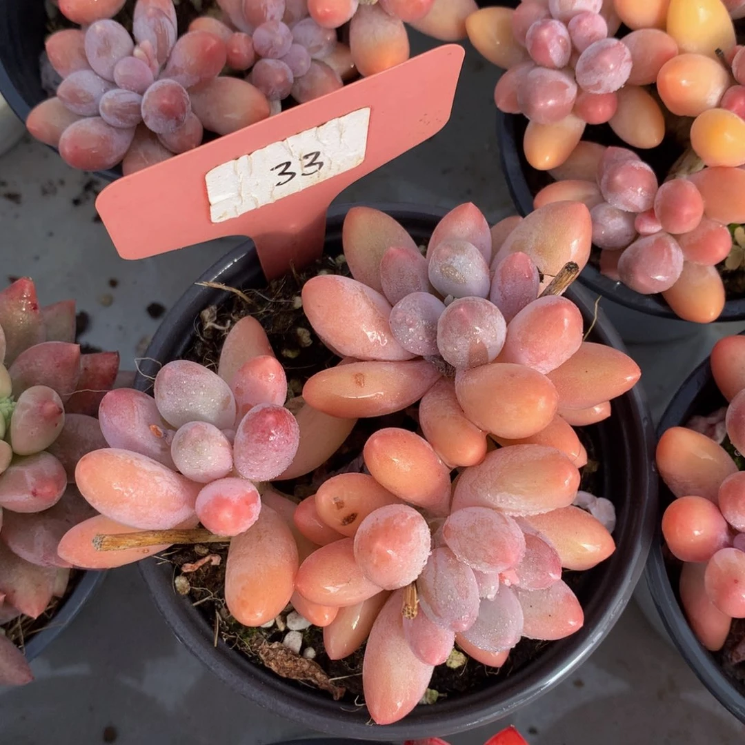 汤圆72626272726727