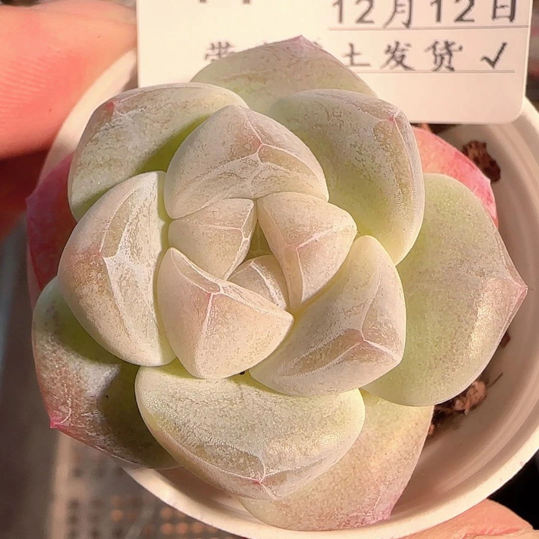 多肉1212-14冰玉冰玉