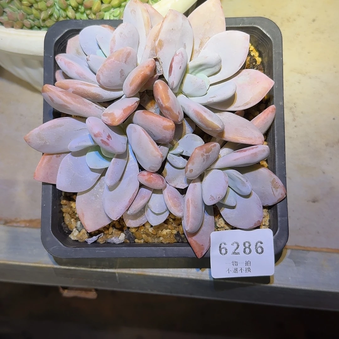 迷***者6286号粉兔多肉群生