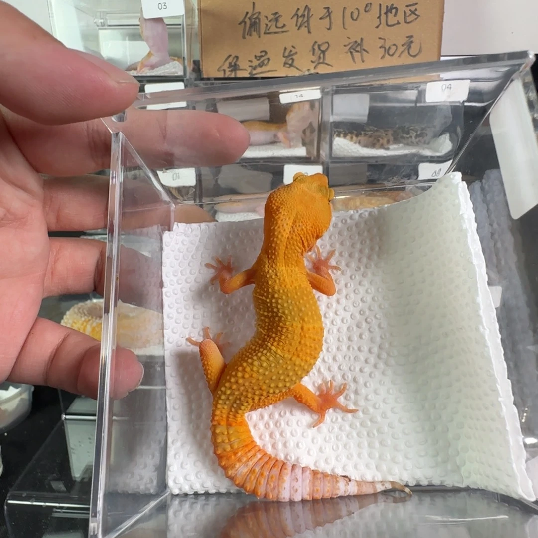 豹纹守宫雨水蜜橘妹妹