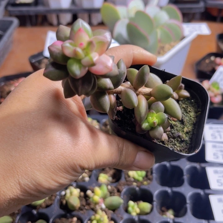 黑美人锦多肉植物585