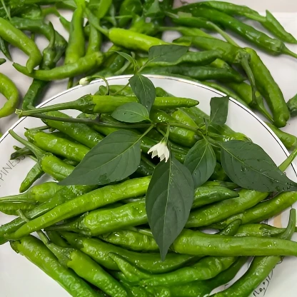 【精品】樟树港辣椒250g