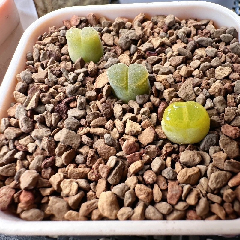 57多肉植物肉锥黄金鱼子酱一颗