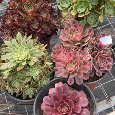 多肉植物组合拼盘6