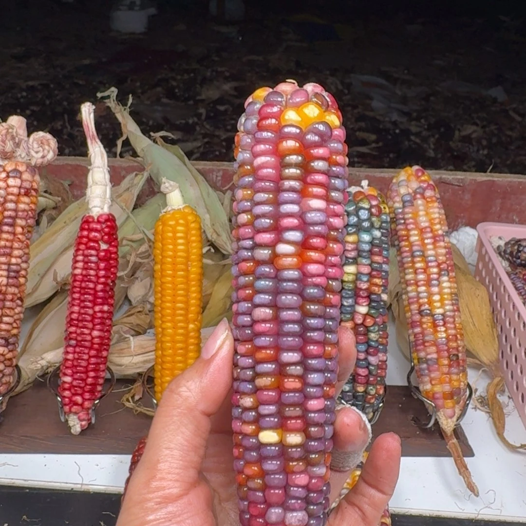 三***半柏香籽/百香籽吊坠