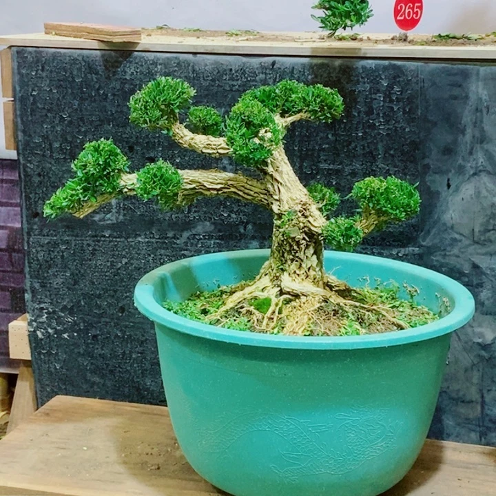 无花朵室内室外黄杨盆景