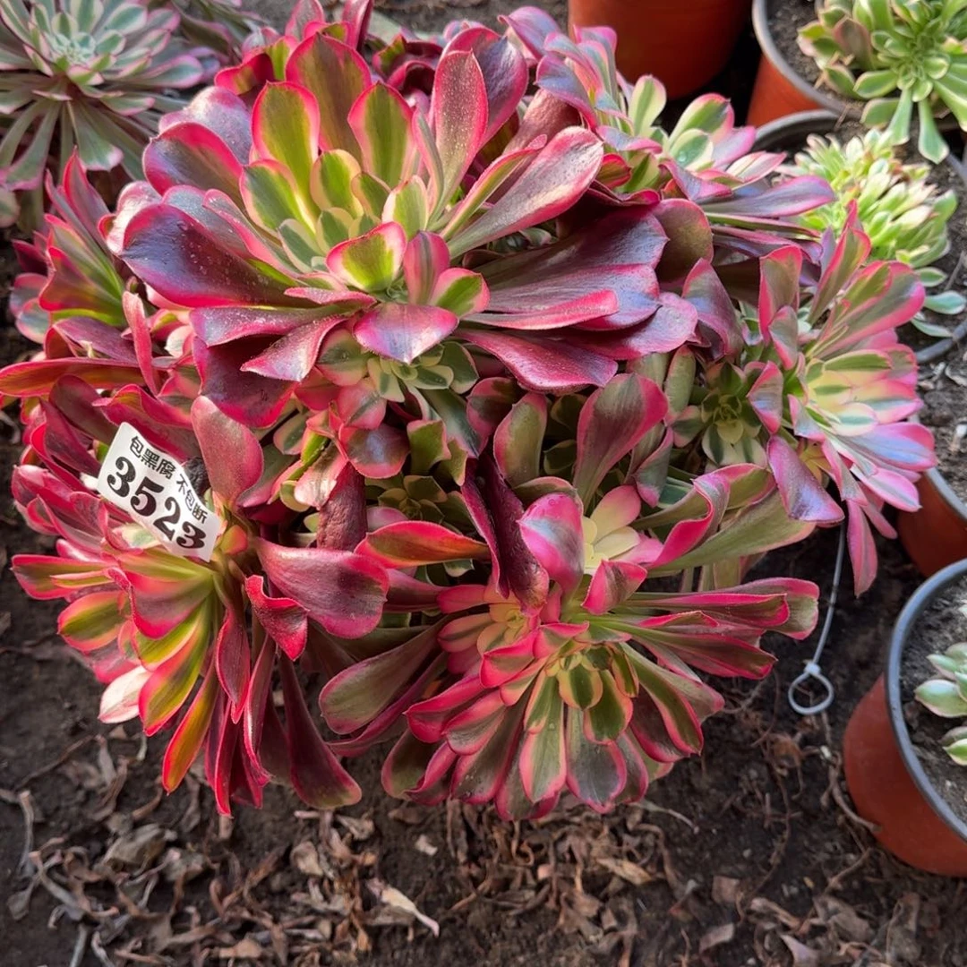 法师凤冠3523 19-13