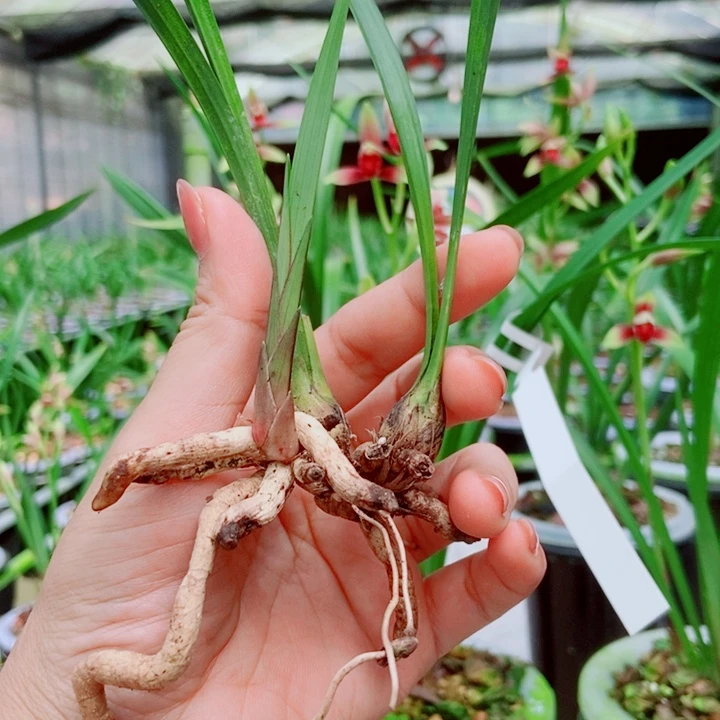 无花朵精品购物建兰国魂