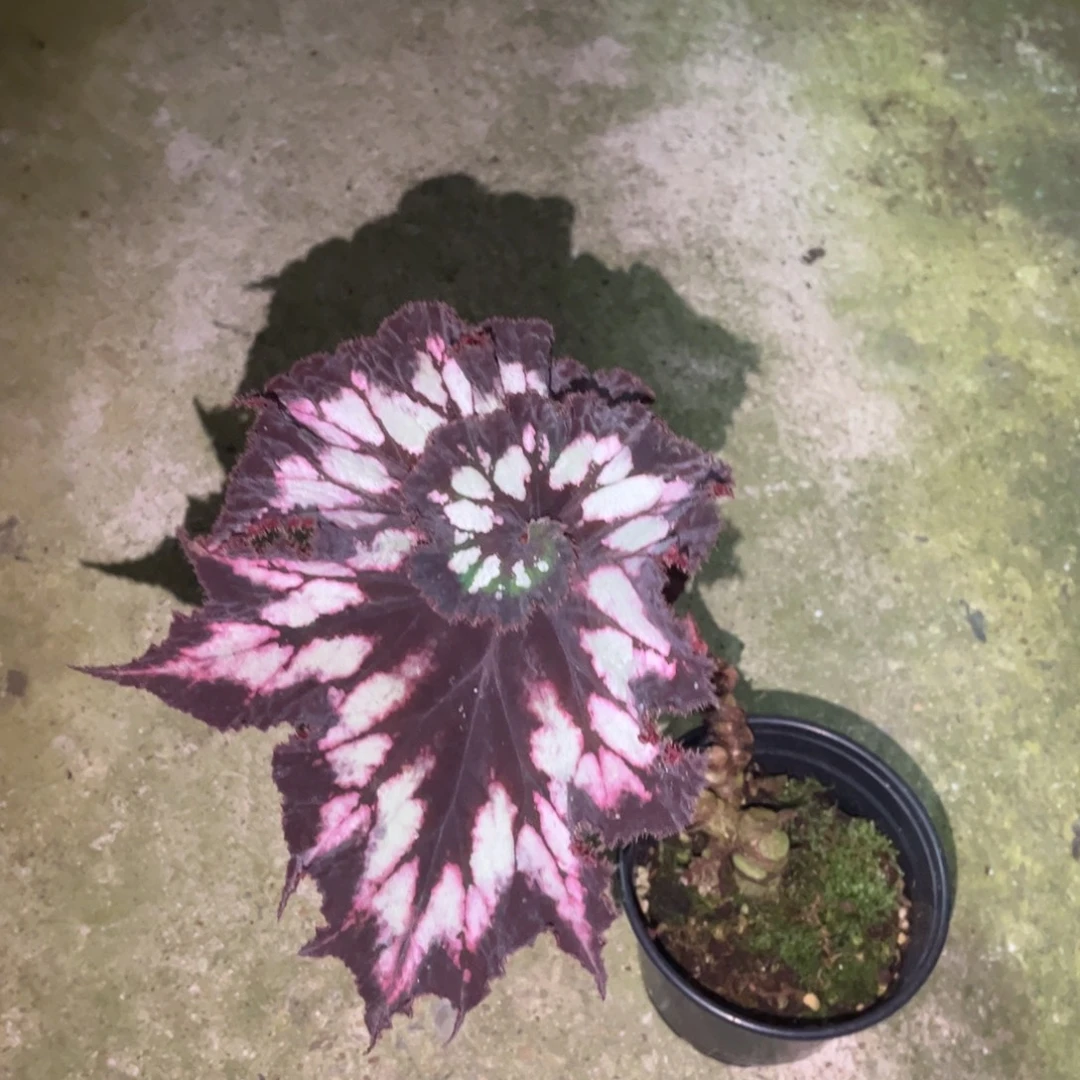 无花朵8301多拍优惠
