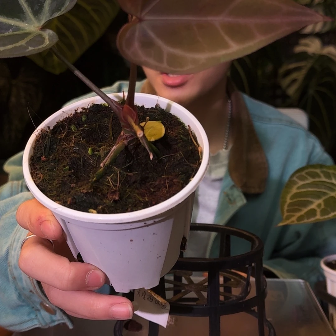 不开花植物M04神奇男孩杂巧克力