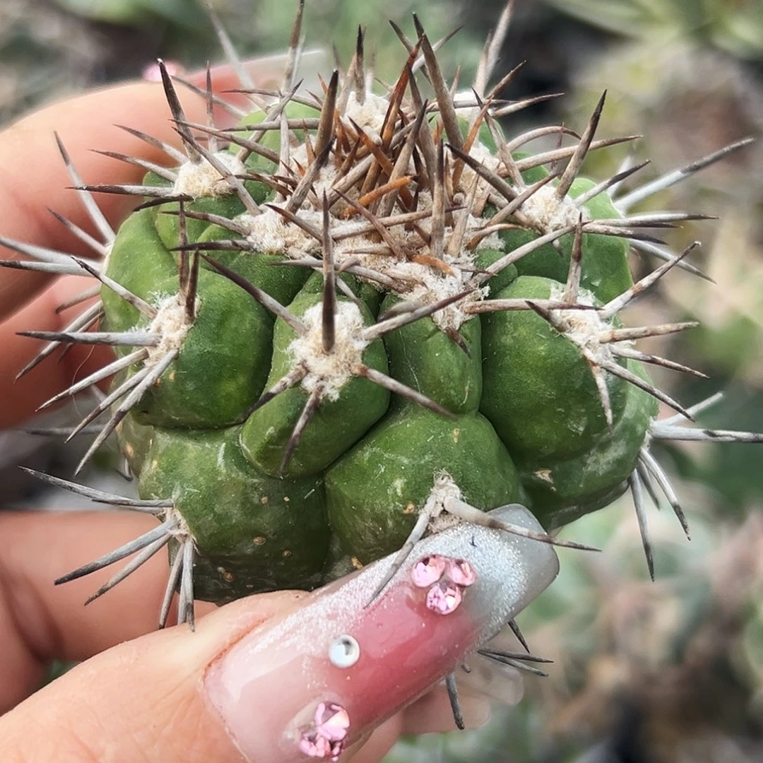 龙抓玉仙人球666666666