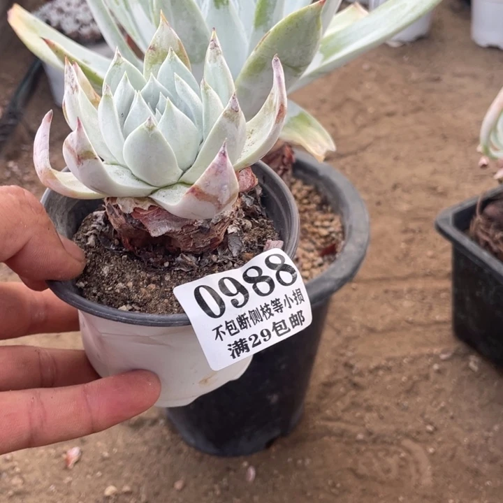༄***ろ988号苹果杂多肉植物