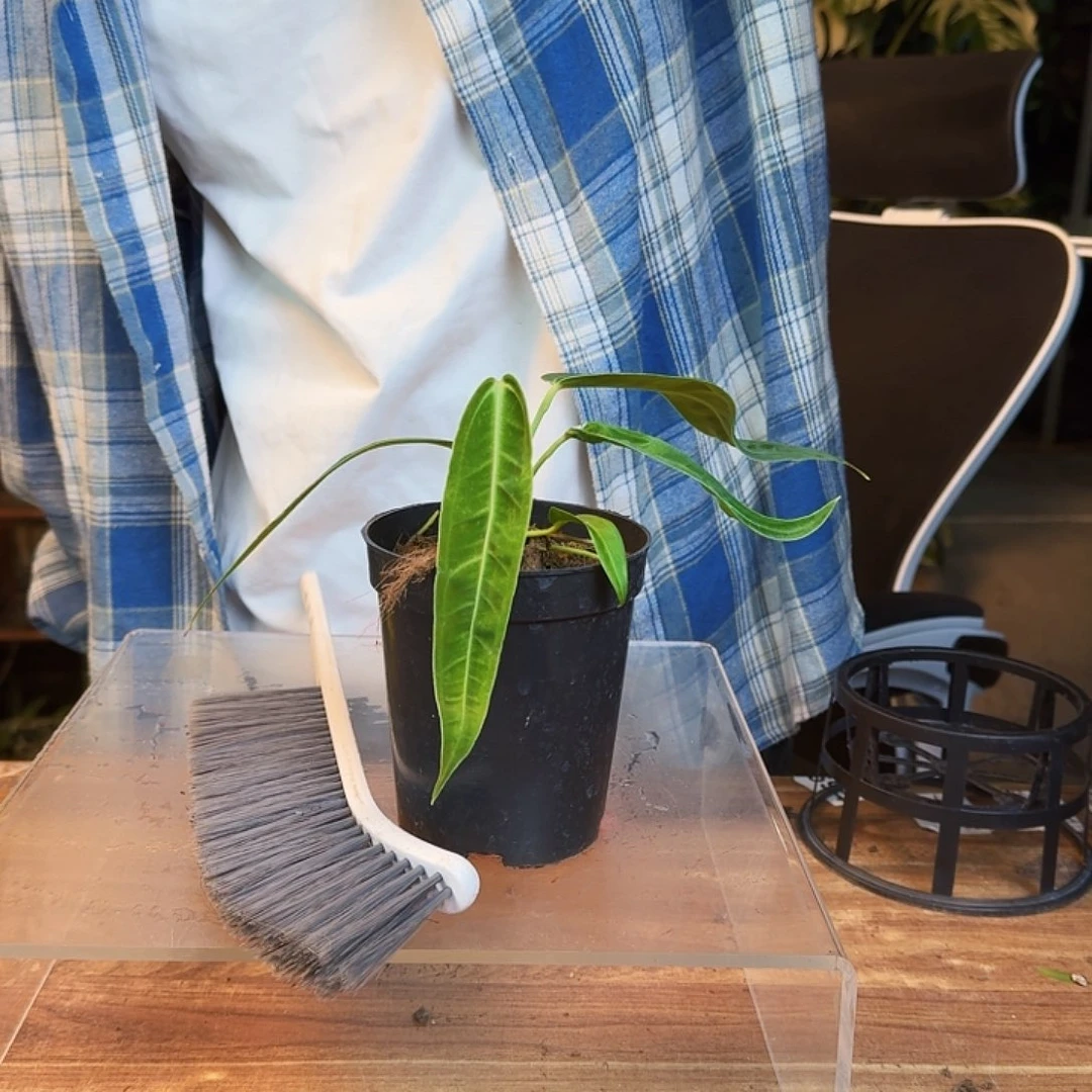 老***纳完全开放一物一拍O47