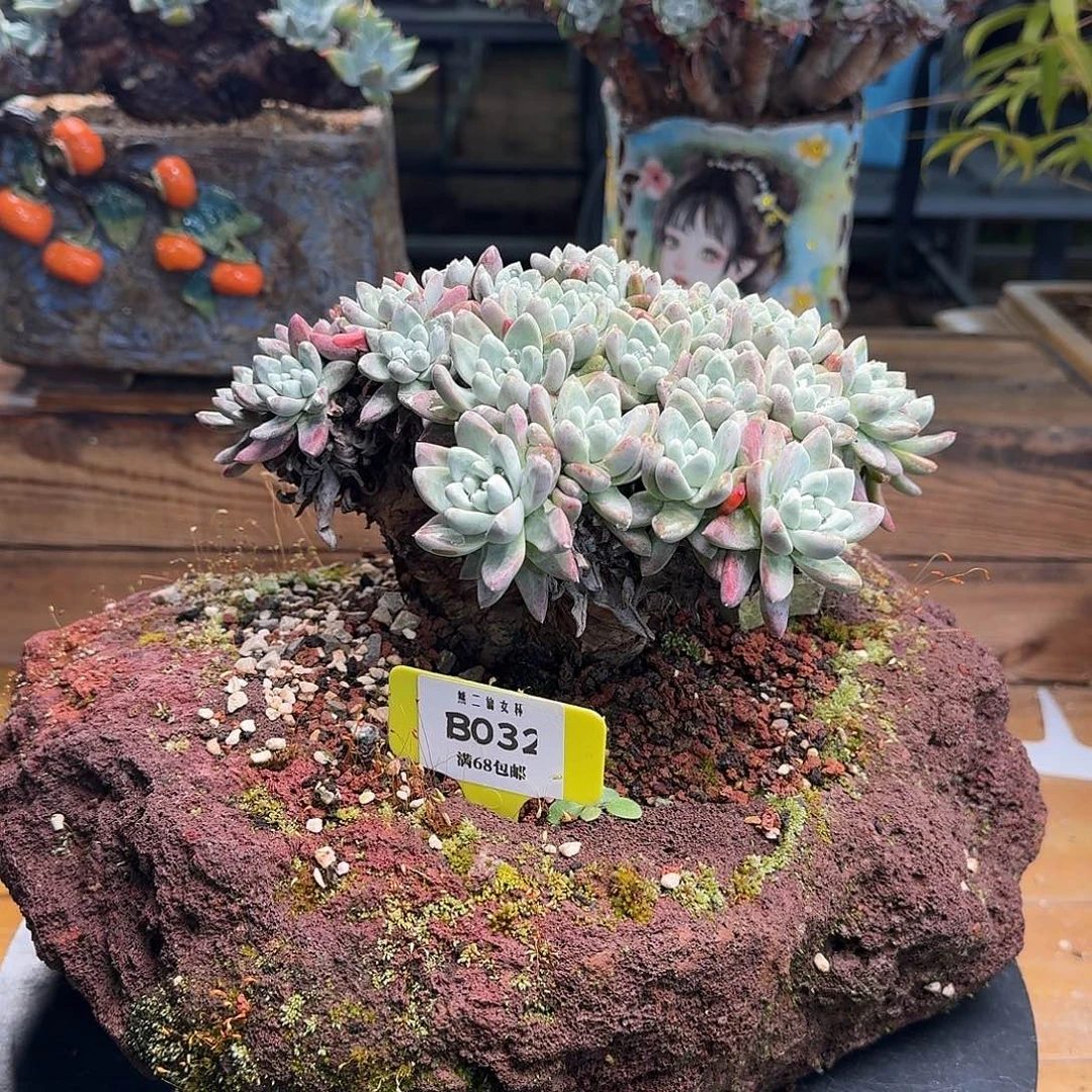 2***6多肉植物仙女杯B32